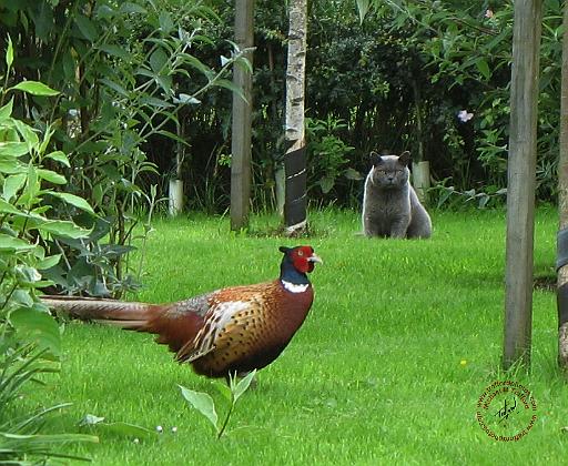 Cat and Pheasant.jpg